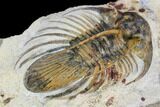 Spiny Kolihapeltis Trilobite - Large For Species #108239-2